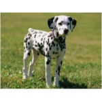 Dalmatian 6