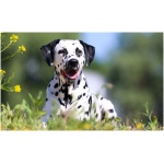 Dalmatian 9