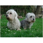 Dandie Dinmont Terrier 9