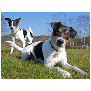 Danish Swedish Farmdog 9
