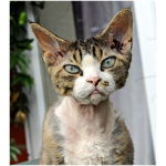 Devon Rex 4