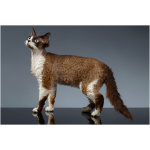 Devon Rex 8