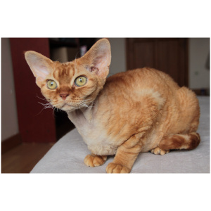 Devon Rex 9