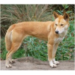 Dingo 8