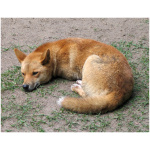 Dingo 9