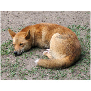 Dingo 9