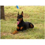 Doberman Pinscher 1