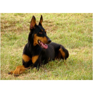 Doberman Pinscher 9