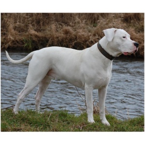 Dogo Argentino 9