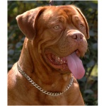 Dogue de Bordeaux 0