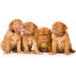 Dogue de Bordeaux 1