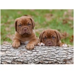 Dogue de Bordeaux 4