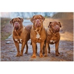 Dogue de Bordeaux 7