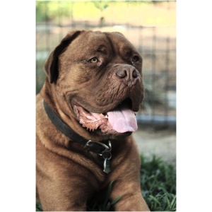 Dogue de Bordeaux 9