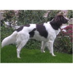 Drentse Patrijshond 1