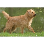 Dutch Smoushond 3