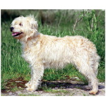 Dutch Smoushond 6