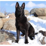 East European Shepherd 9