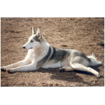 East Siberian Laika 3