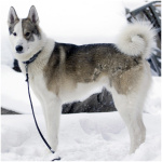 East Siberian Laika 4