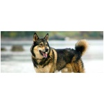 East Siberian Laika 5