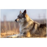 East Siberian Laika 7