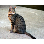 Egyptian Mau 0