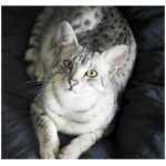Egyptian Mau 1