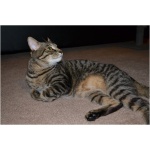 Egyptian Mau 2