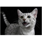 Egyptian Mau 5