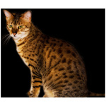 Egyptian Mau 6