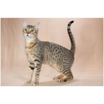 Egyptian Mau 9