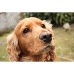 English Cocker Spaniel 0