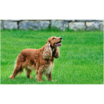 English Cocker Spaniel 1