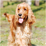 English Cocker Spaniel 2