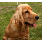 English Cocker Spaniel 3