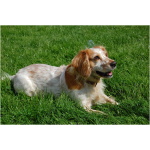 English Cocker Spaniel 4
