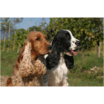 English Cocker Spaniel 5