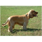 English Cocker Spaniel 6