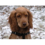 English Cocker Spaniel 7