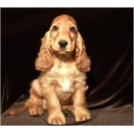 English Cocker Spaniel 8