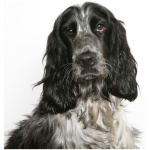 English Cocker Spaniel 9