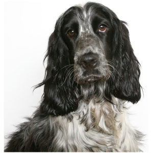 English Cocker Spaniel 9