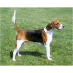 English Foxhound 0