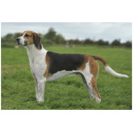 English Foxhound 1