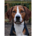 English Foxhound 2