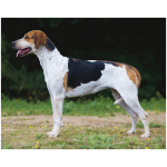 English Foxhound 3