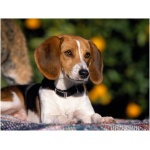 English Foxhound 4