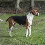 English Foxhound 5