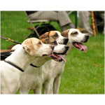 English Foxhound 6